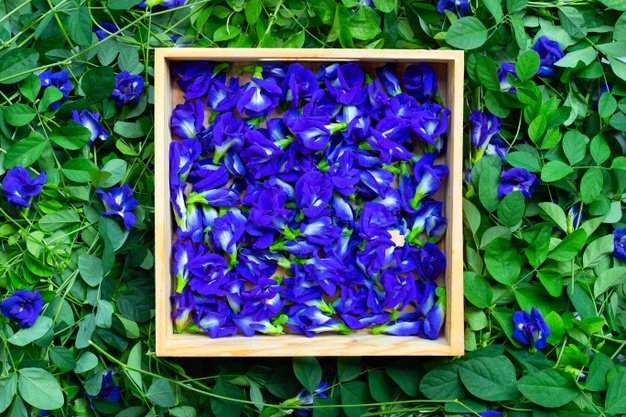 7 Tanaman obat merambat dan khasiatnya untuk kesehatan