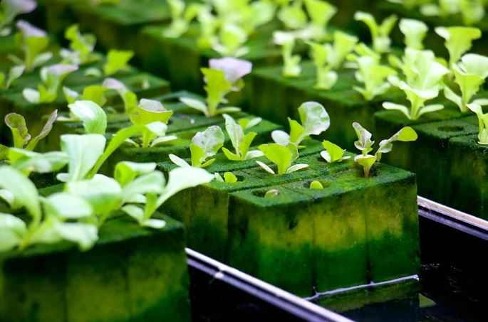 Cara menanam tanaman hidroponik rockwool freepik ;  Instagram ; pixabay  © 2022 brilio.net