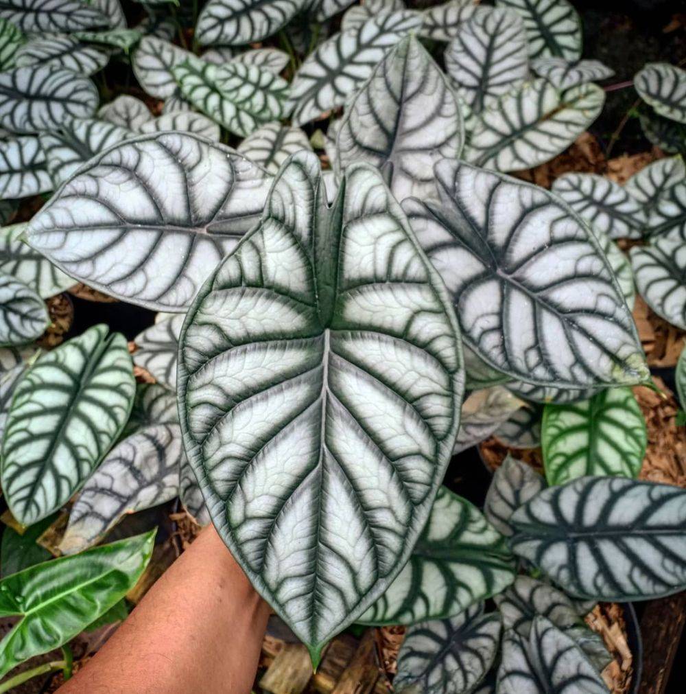10 Tanaman hias daun outdoor bikin halaman makin sejuk 10 Tanaman hias daun outdoor bikin halaman makin sejuk