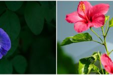 7 Tanaman obat bunga, ampuh dan menyehatkan