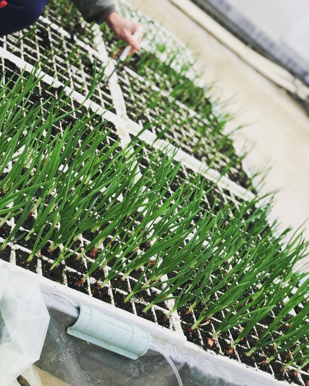 Cara menanam hidroponik bawang putih Instagram ; freepik © 2022 brilio.net