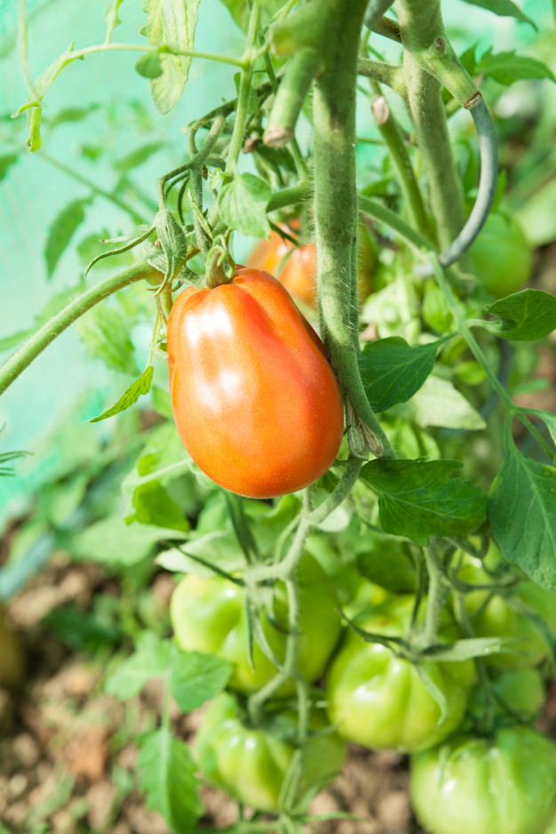 Cara menanam hidroponik cabe dan tomat, mudah dan berbuah banyak