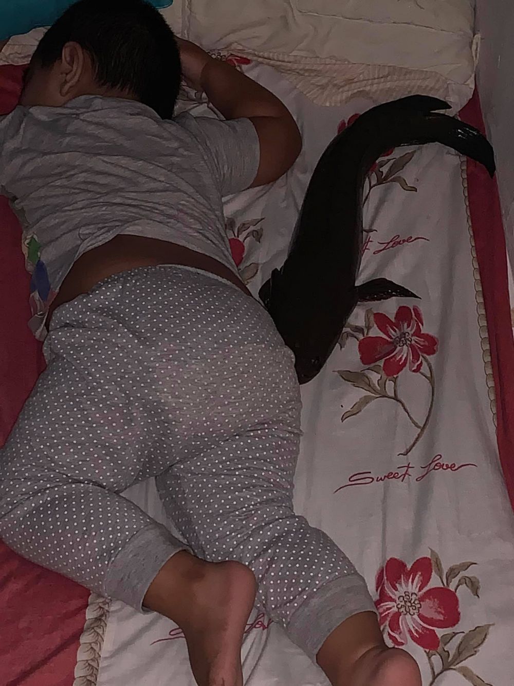Viral ikan gabus peliharaan suka tidur di kasur, bikin melongo