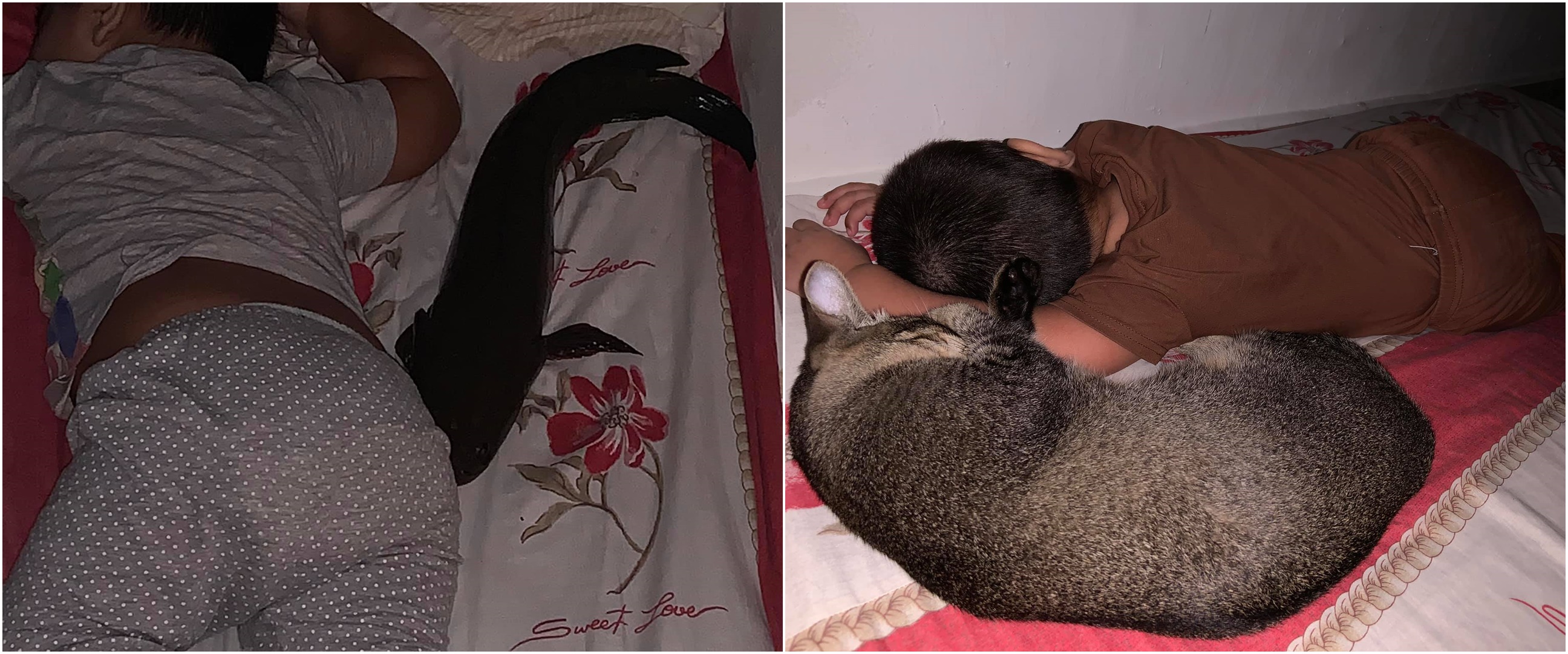 Viral ikan gabus peliharaan suka tidur di kasur, bikin melongo