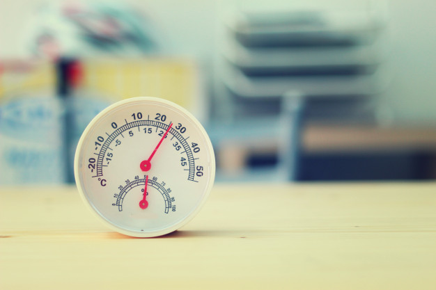 Cara merawat aglonema emerald beauty, mudah dipraktikkan