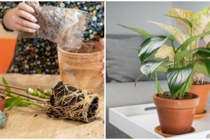 Cara merawat aglonema emerald beauty, mudah dipraktikkan