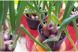 Cara menanam hidroponik bawang merah, mudah dengan perawatan sederhana