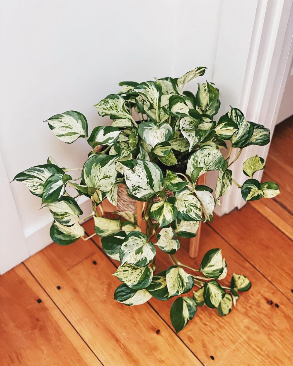10 Tanaman hias daun indoor, mudah dirawat dan bikin rumah cantik