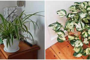 10 Tanaman hias daun indoor, mudah dirawat dan bikin rumah cantik