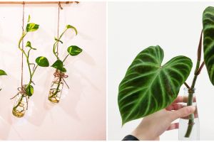 10 Tanaman hias gantung dari botol bekas, unik dan keren