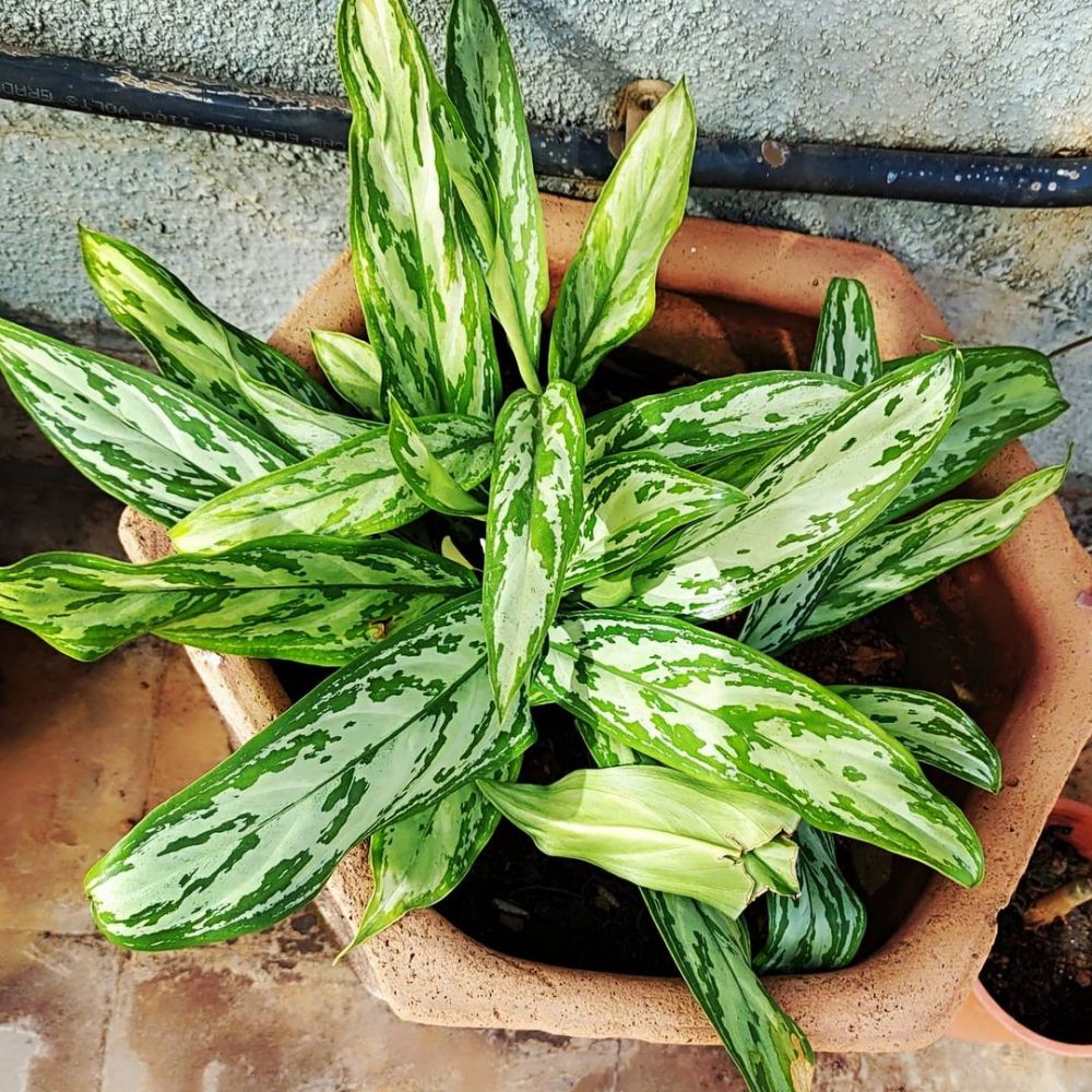 8 Keistimewaan aglonema sebagai tanaman indoor, buat udara jadi bersih