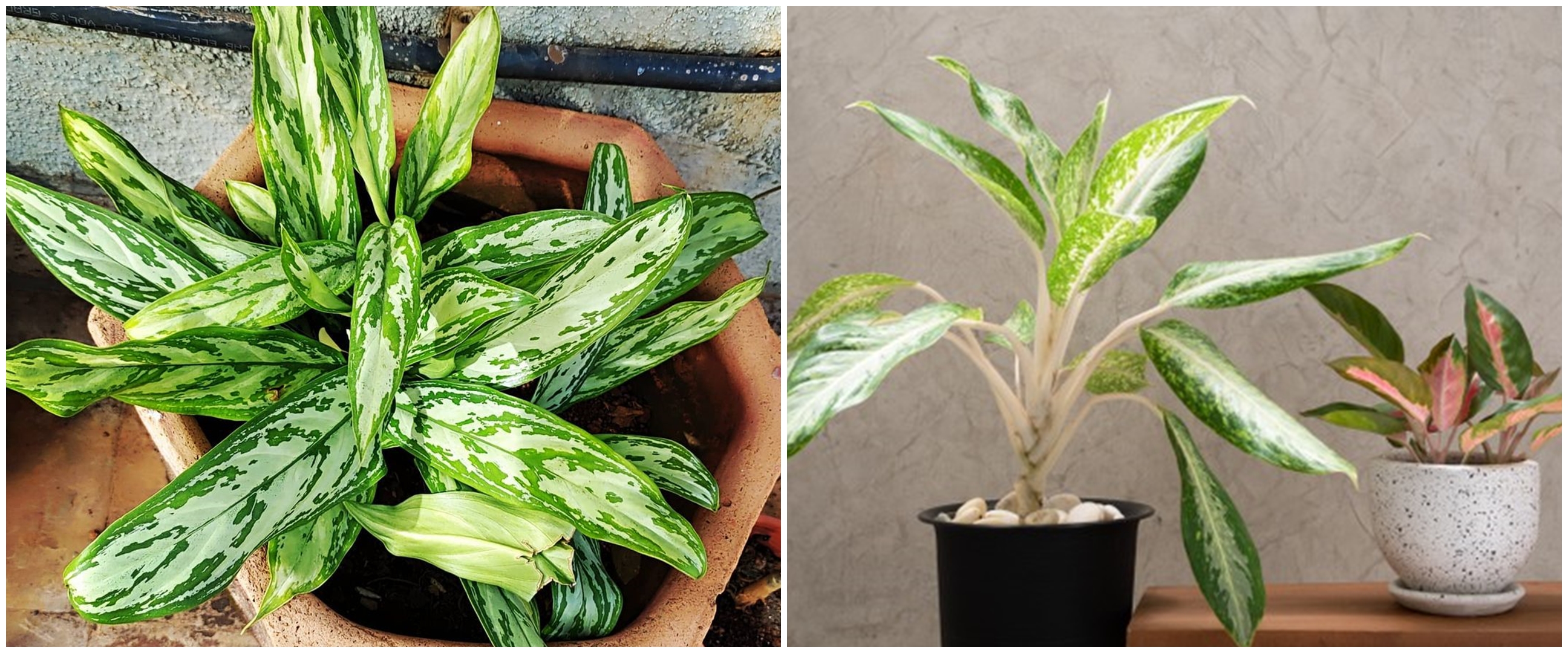 8 Keistimewaan aglonema sebagai tanaman indoor, buat udara jadi bersih