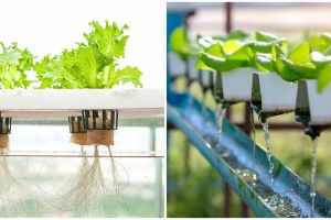 Cara menanam hidroponik media air, mudah dan praktis