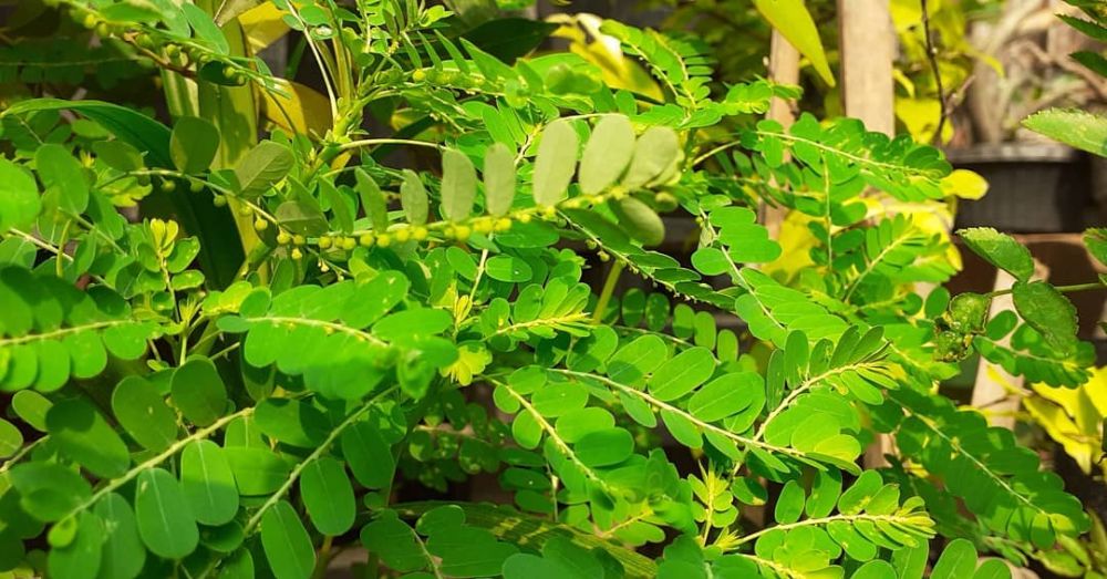 8 Tanaman obat daun dan khasiatnya untuk kesehatan