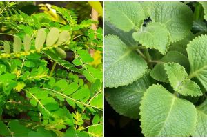 8 Tanaman obat daun dan khasiatnya untuk kesehatan