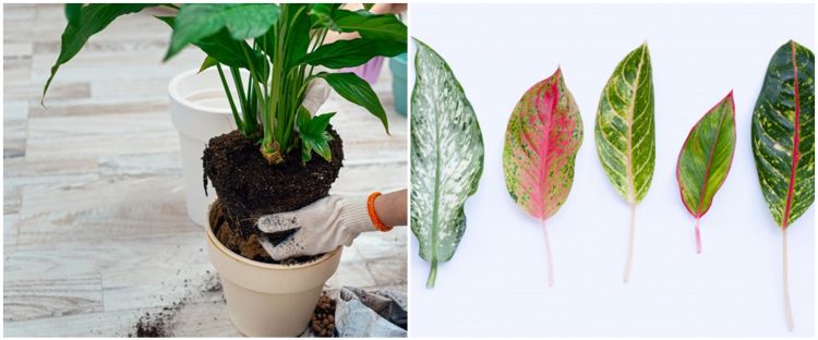 9 Cara Merawat Aglonema Lady Valentine Agar Tumbuh Cantik Dan Sub