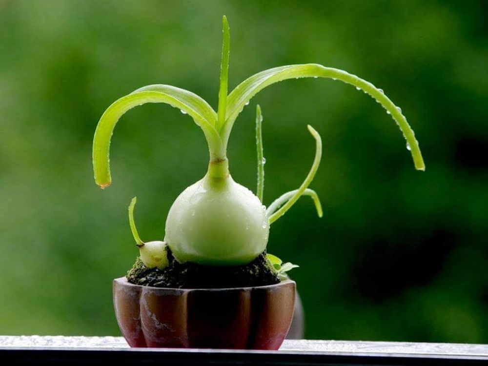 10 Tanaman hias daun unik dan populer, cocok untuk hiasan rumah