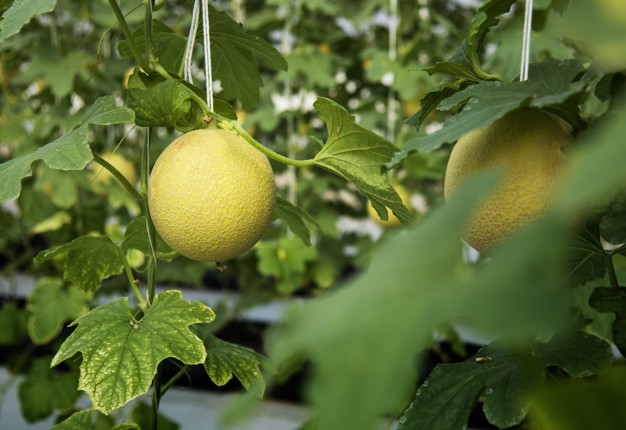8 Tanaman hidroponik buah, mudah ditanam dan cocok untuk ide bisnis