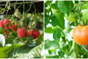 8 Tanaman hidroponik buah, mudah ditanam dan cocok untuk ide bisnis