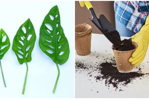 Cara merawat tanaman hias janda bolong indoor dan cara budidayanya