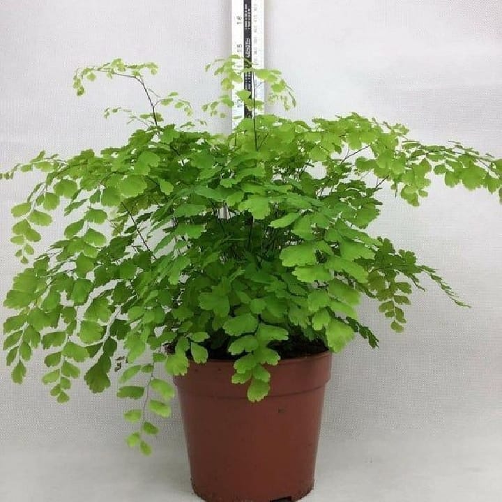 7 Tanaman hias hidroponik sederhana, mudah perawatannya dan indah