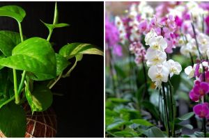 7 Tanaman hias hidroponik sederhana, mudah perawatannya dan indah