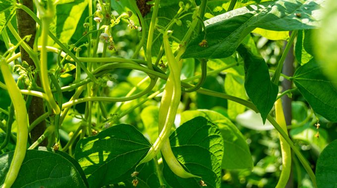 Cara menanam hidroponik kacang hijau, mudah dan sederhana