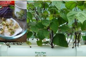 Cara menanam hidroponik kacang hijau, mudah dan sederhana