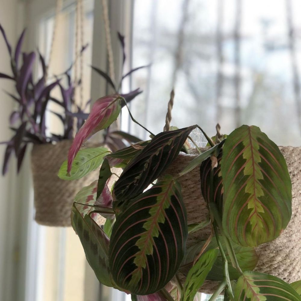 10 Tanaman hias gantung daun cocok untuk dekorasi rumah