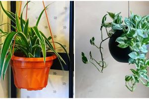 10 Tanaman hias gantung daun cocok untuk dekorasi rumah