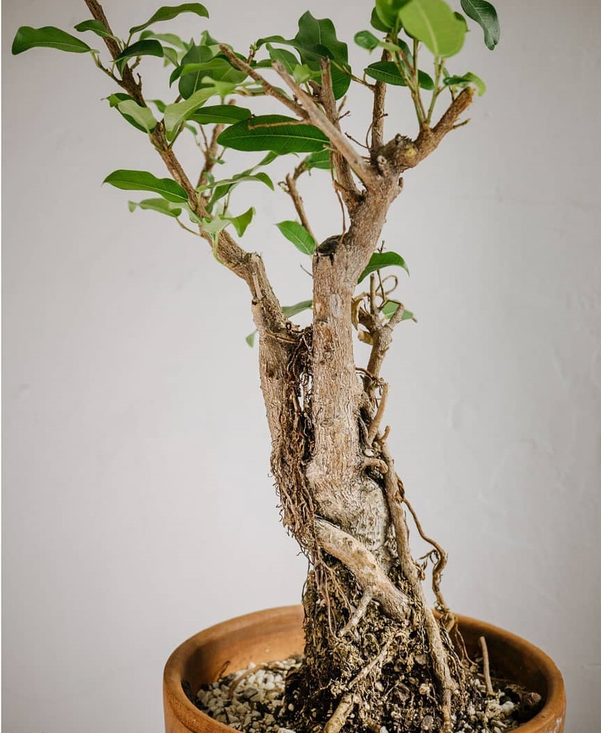 10 Tanaman hias daun akar, unik, cantik, dan mudah dirawat