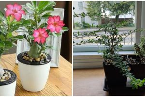 10 Tanaman hias daun akar, unik, cantik, dan mudah dirawat