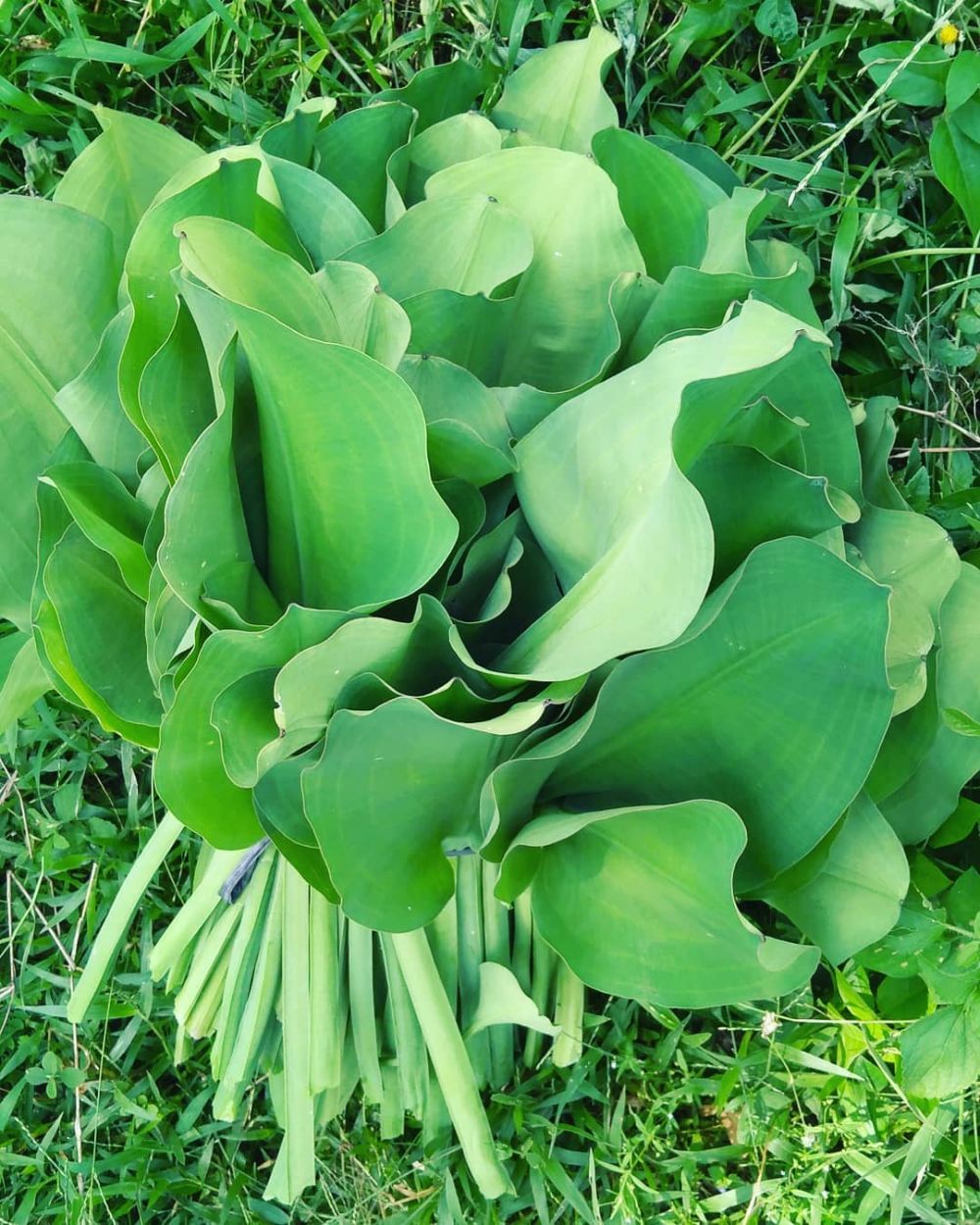 Cara menanam genjer hidroponik, mudah dan hasilnya memuaskan