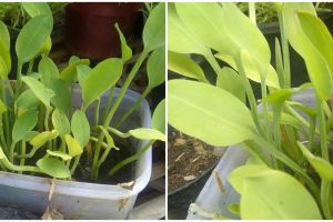 Cara menanam genjer hidroponik, mudah dan hasilnya memuaskan