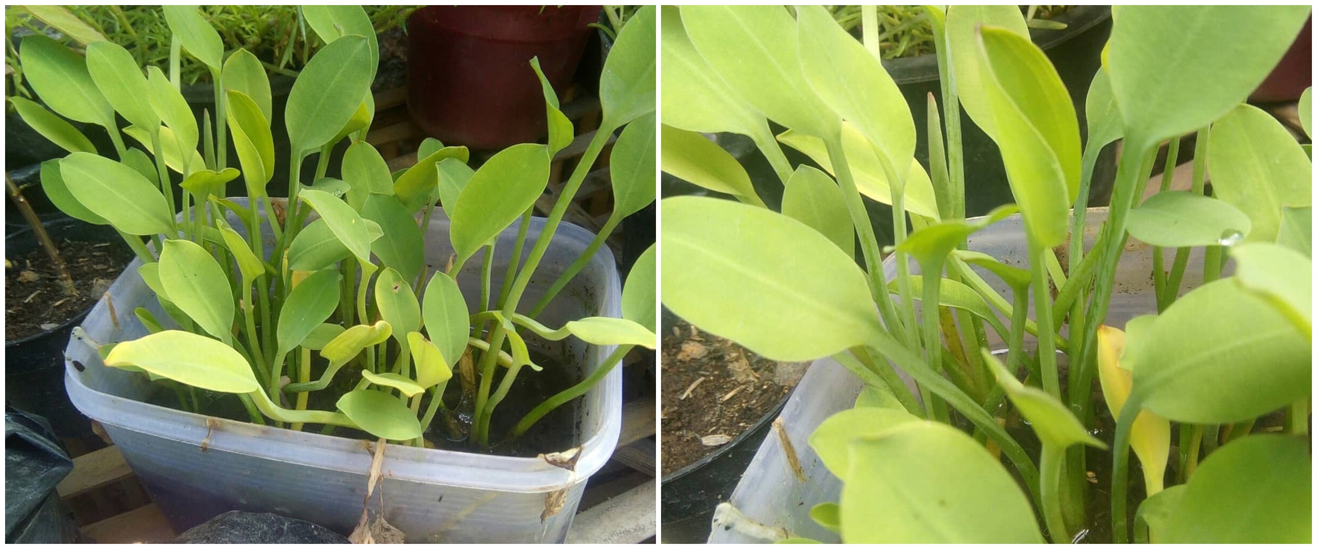 Cara menanam genjer hidroponik, mudah dan hasilnya memuaskan