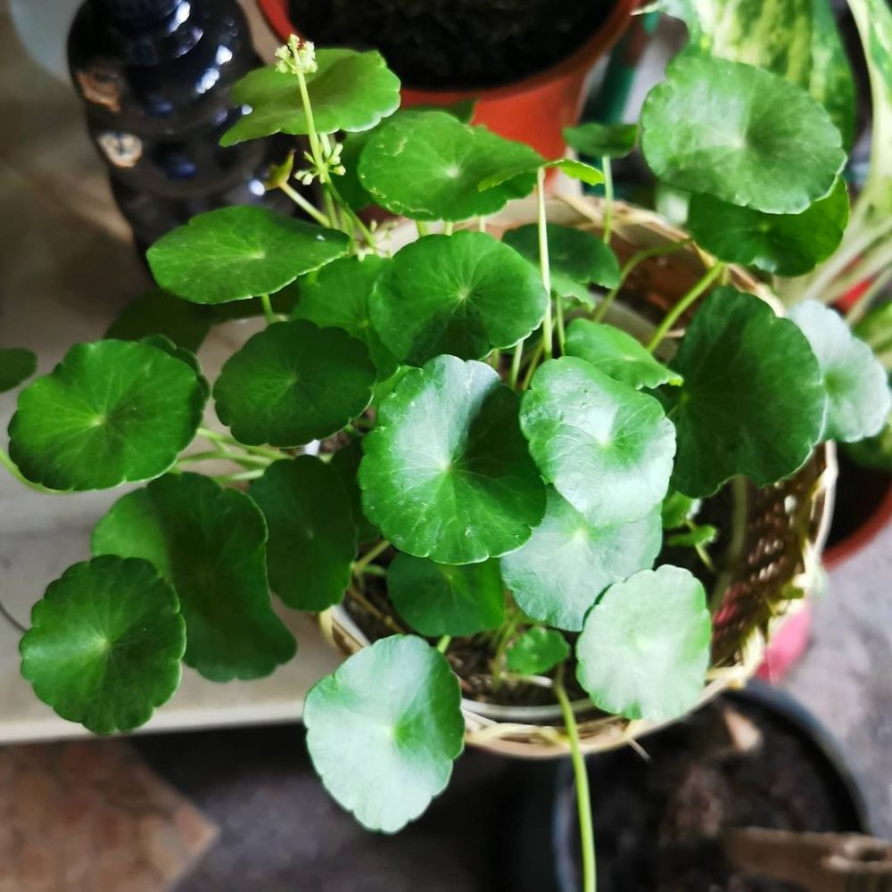 10 Tanaman hias gantung daun kecil, cocok buat indoor dan outdoor