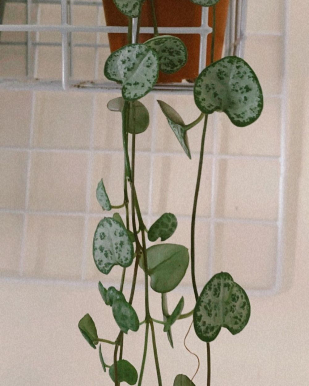 tanaman hias gantung daun kecil © Instagram