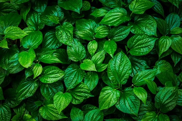 5 Tanaman obat mata minus, bekerja secara cepat dan aman