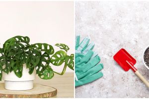 Cara merawat tanaman hias janda bolong outdoor, perhatikan pencahayaan