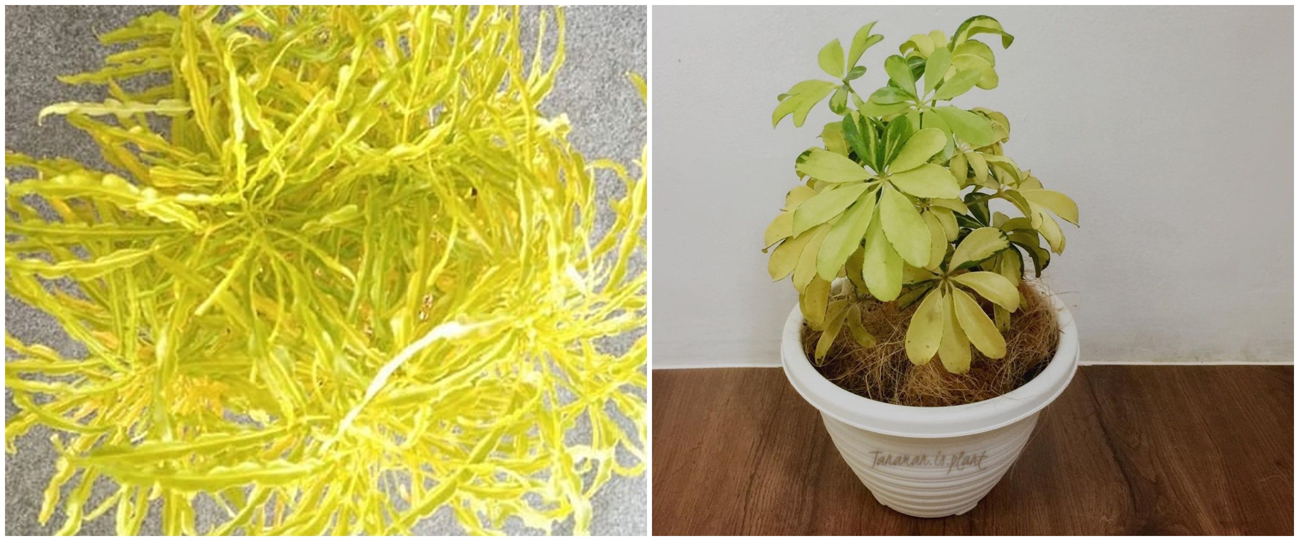 10 Tanaman hias daun kuning, bikin rumah lebih cantik dan asri