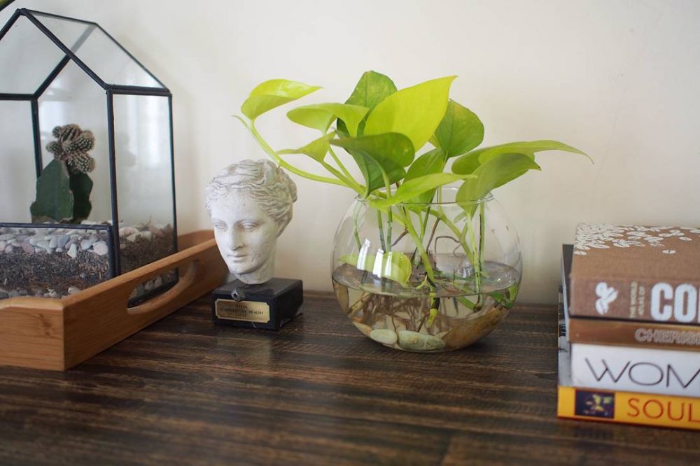 10 Tanaman hias daun kuning, bikin rumah lebih cantik dan asri