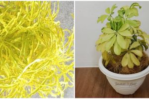 10 Tanaman hias daun kuning, bikin rumah lebih cantik dan asri