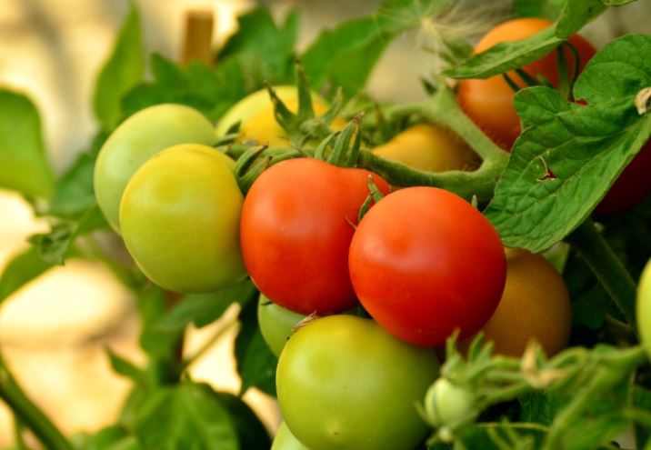 7 Tanaman hidroponik cepat panen, mudah dibudidayakan pemula