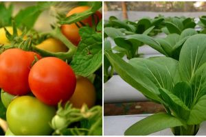 7 Tanaman hidroponik cepat panen, mudah dibudidayakan pemula