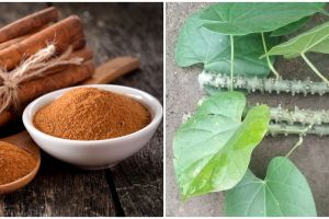 6 Tanaman obat dari batang dan khasiatnya untuk kesehatan