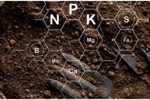 6 Media tanam aglonema, praktis dan bisa dipraktikkan pemula