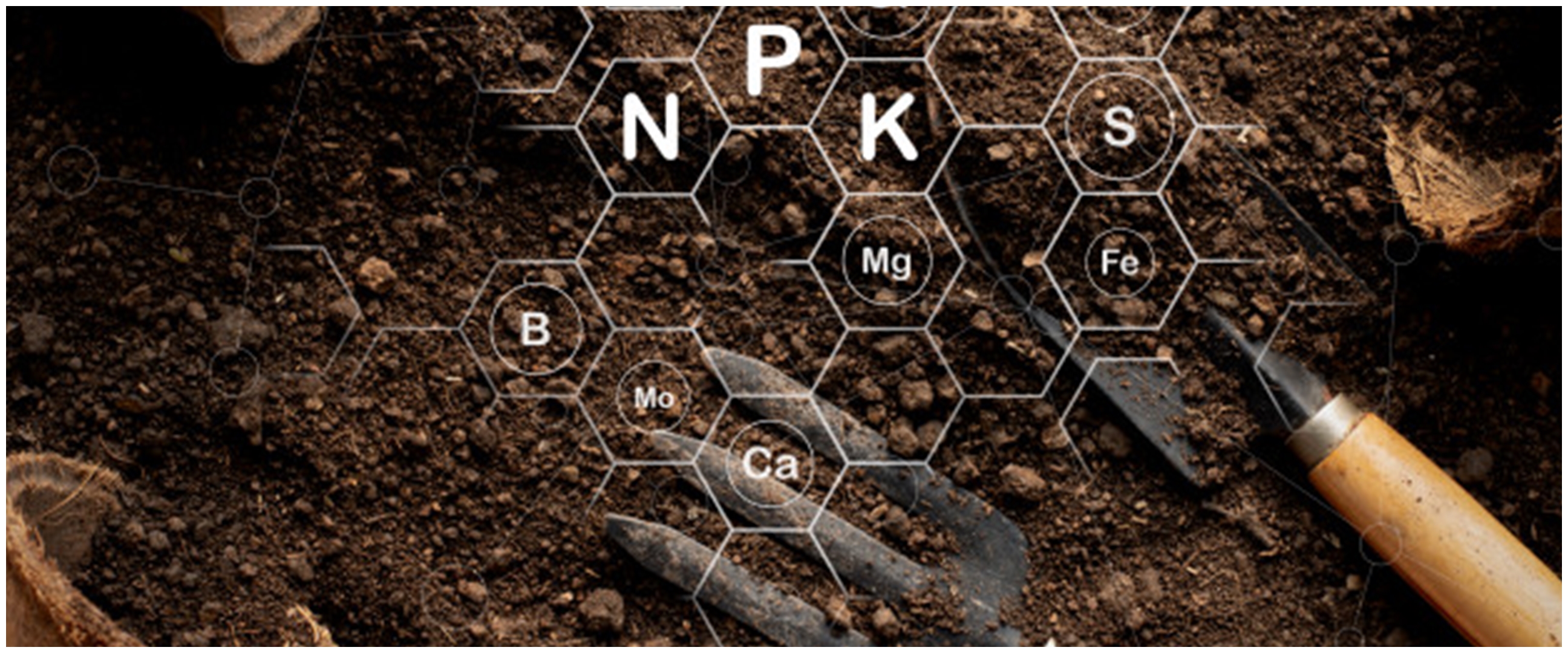 6 Media tanam aglonema, praktis dan bisa dipraktikkan pemula