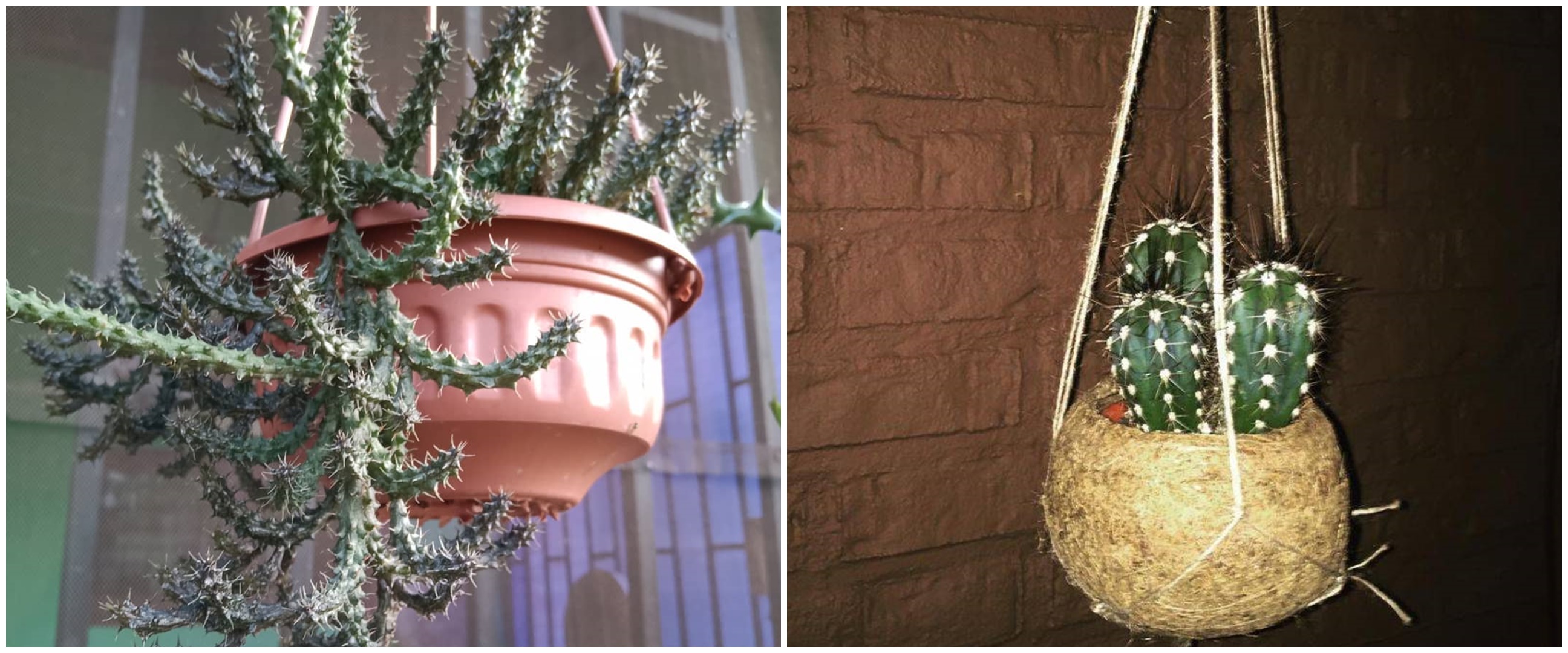 10 Tanaman hias gantung kaktus, populer dan mudah dirawat