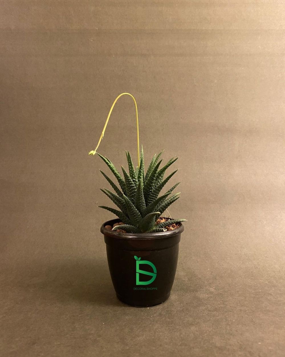 10 Tanaman hias gantung kaktus, populer dan mudah dirawat