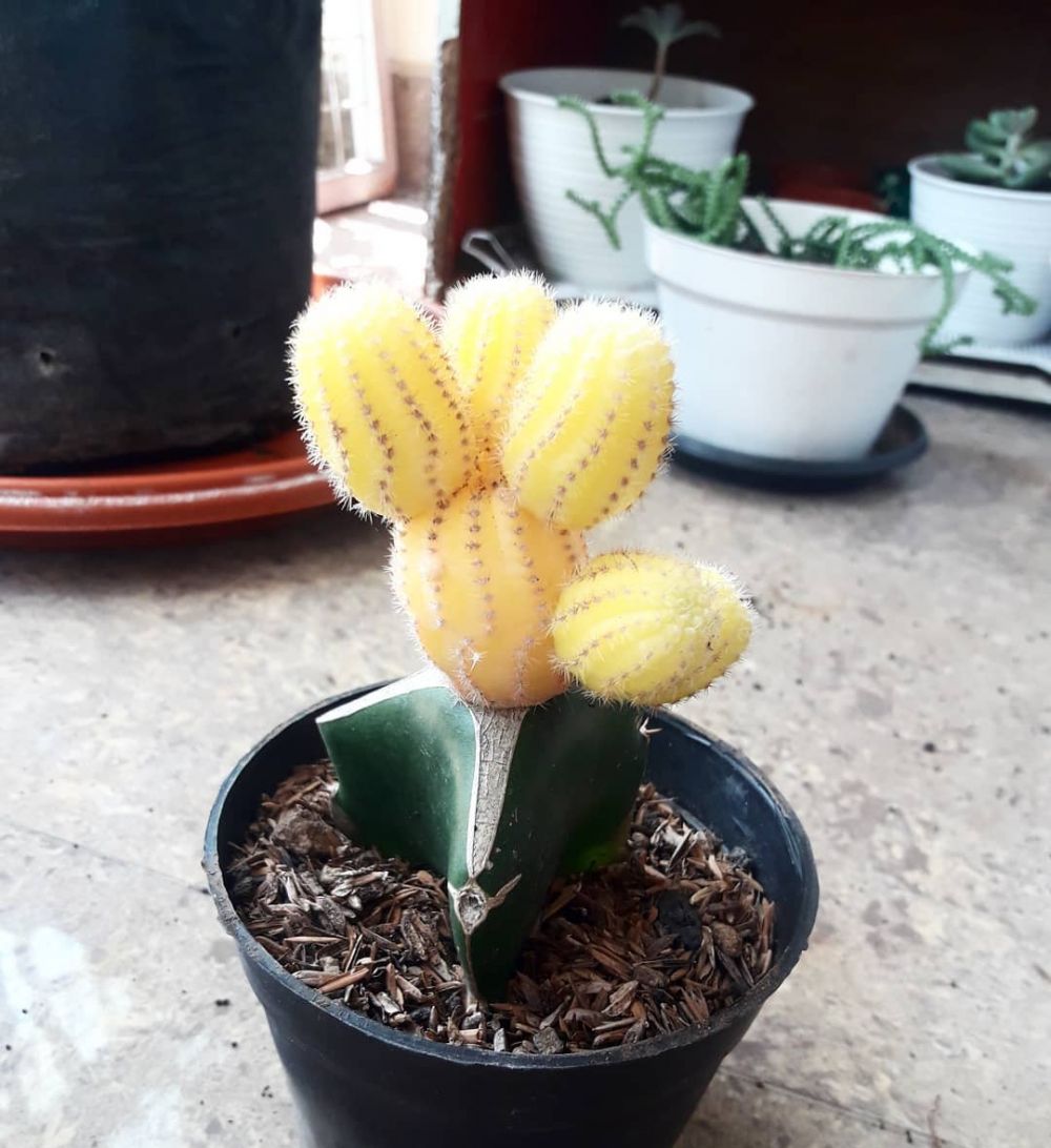 10 Tanaman hias gantung kaktus, populer dan mudah dirawat